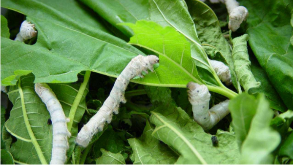 蠶室的除濕機(jī)要怎么選擇？