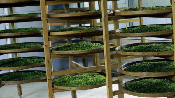 茶葉儲存去濕選用除濕機(jī)